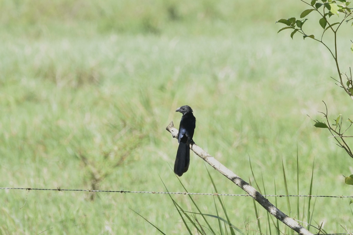 ミゾハシカッコウ - ML647738864