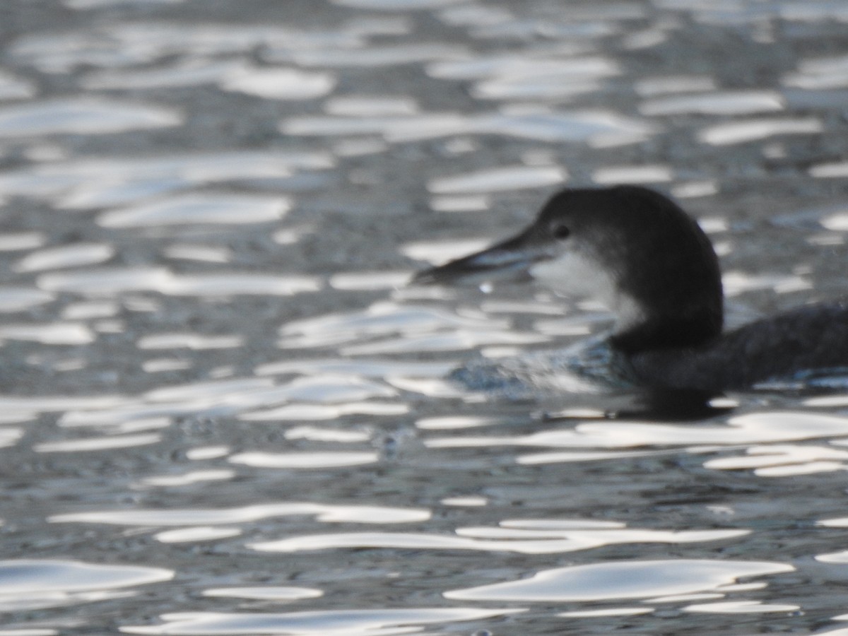 ハシグロアビ - ML647738865