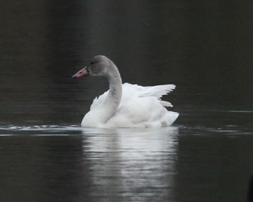 Tundra Swan - ML647738867