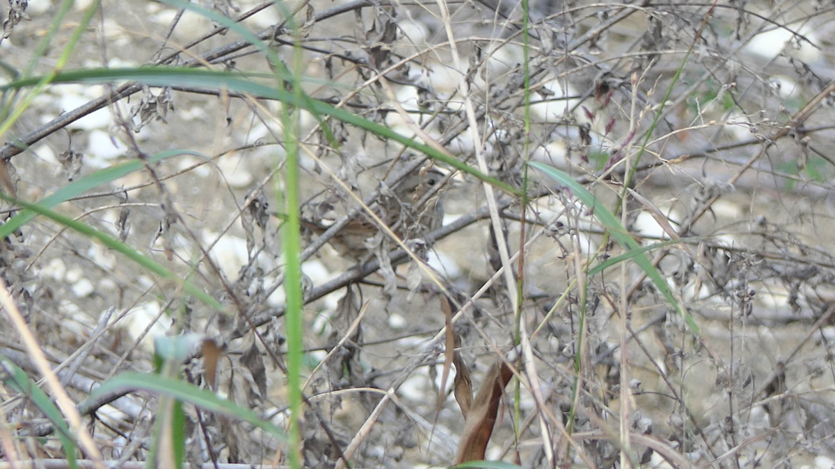 ヒメウタスズメ - ML647738869