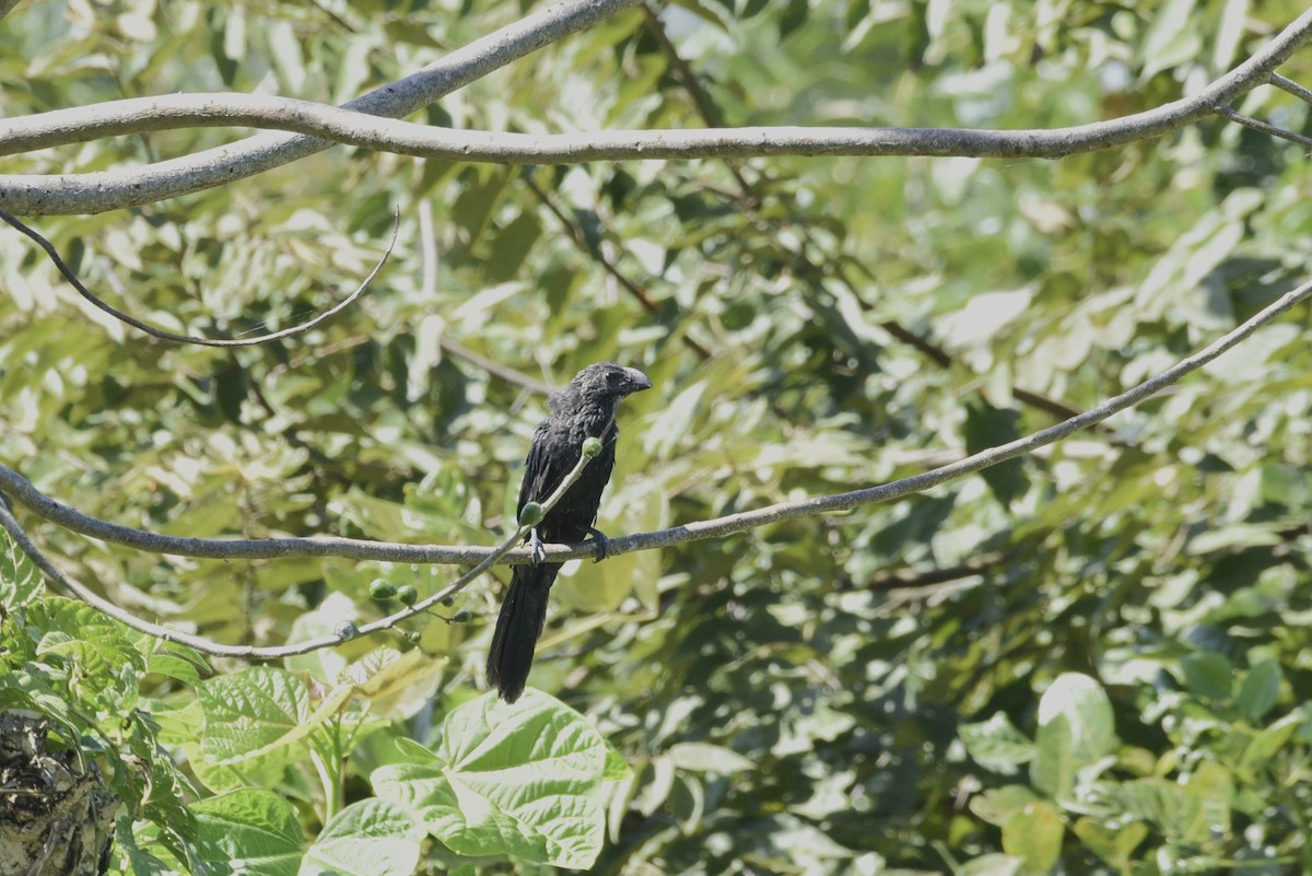 オオハシカッコウ - ML647738870