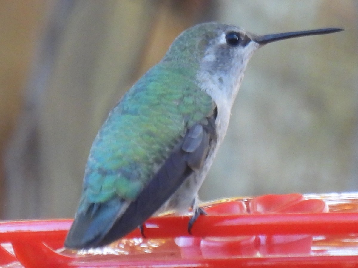 アンナハチドリ - ML647738872