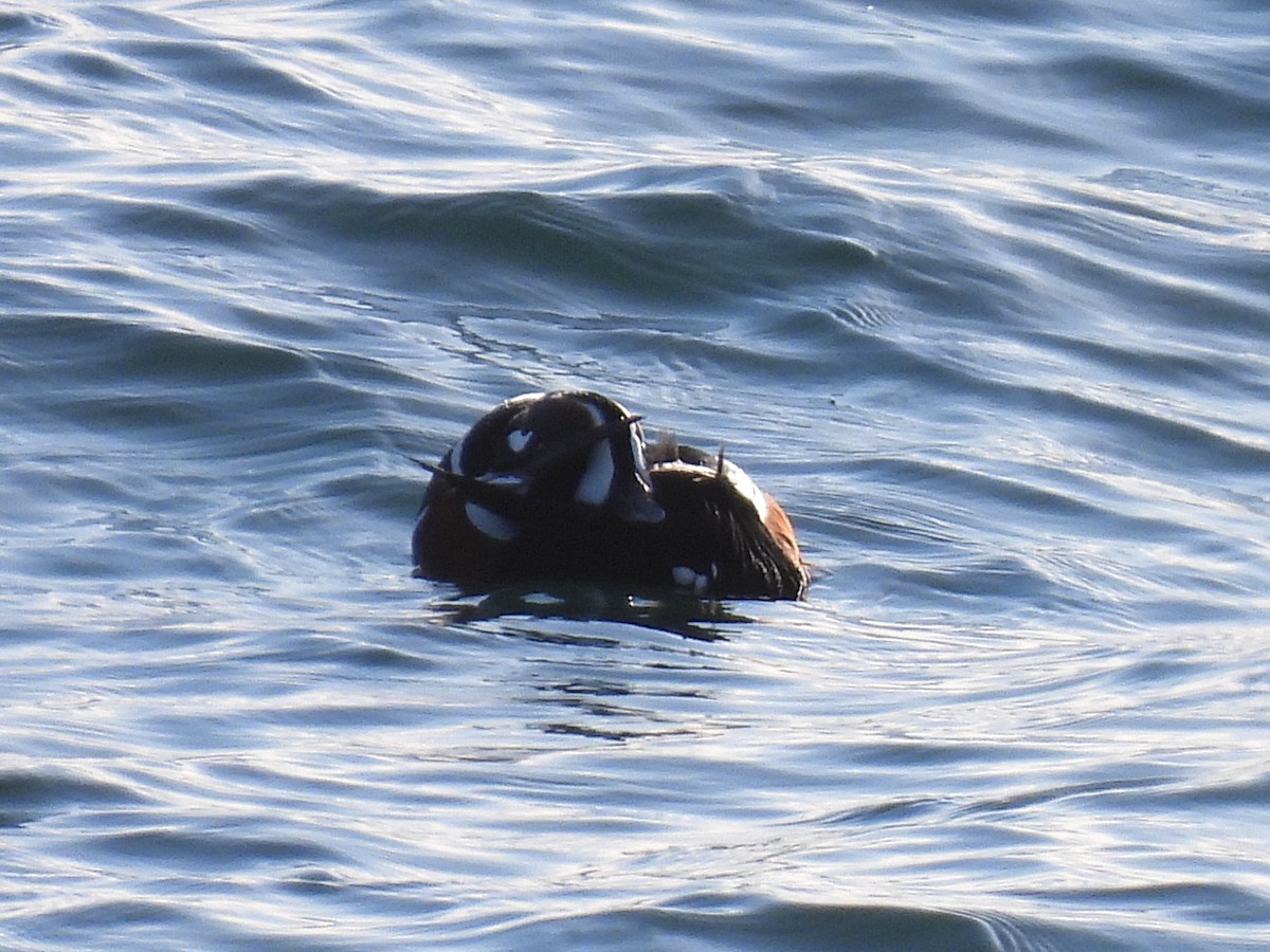 シノリガモ - ML647738873