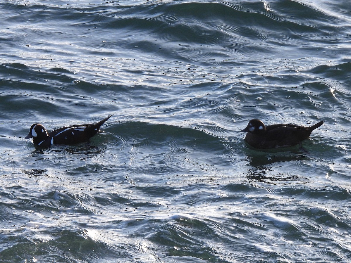 シノリガモ - ML647738874