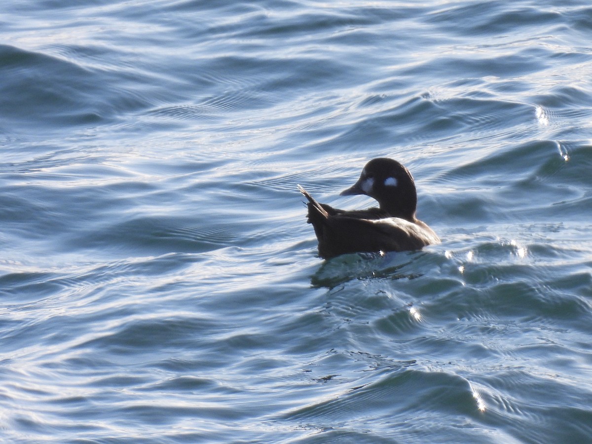 シノリガモ - ML647738875