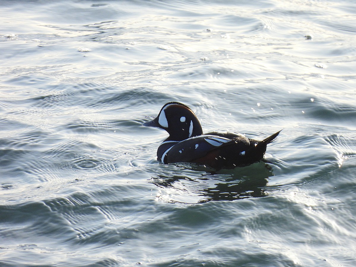 シノリガモ - ML647738876