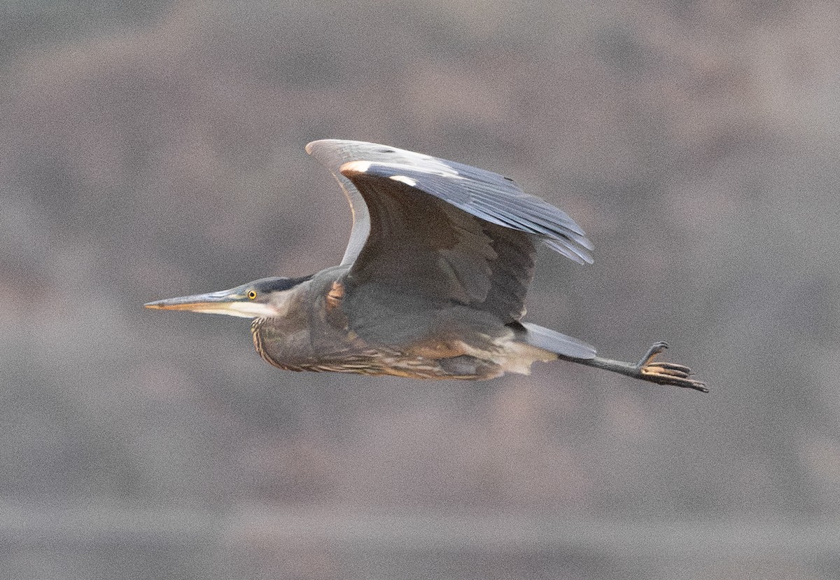 オオアオサギ - ML647738877