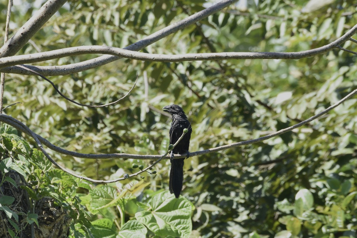 オオハシカッコウ - ML647738878