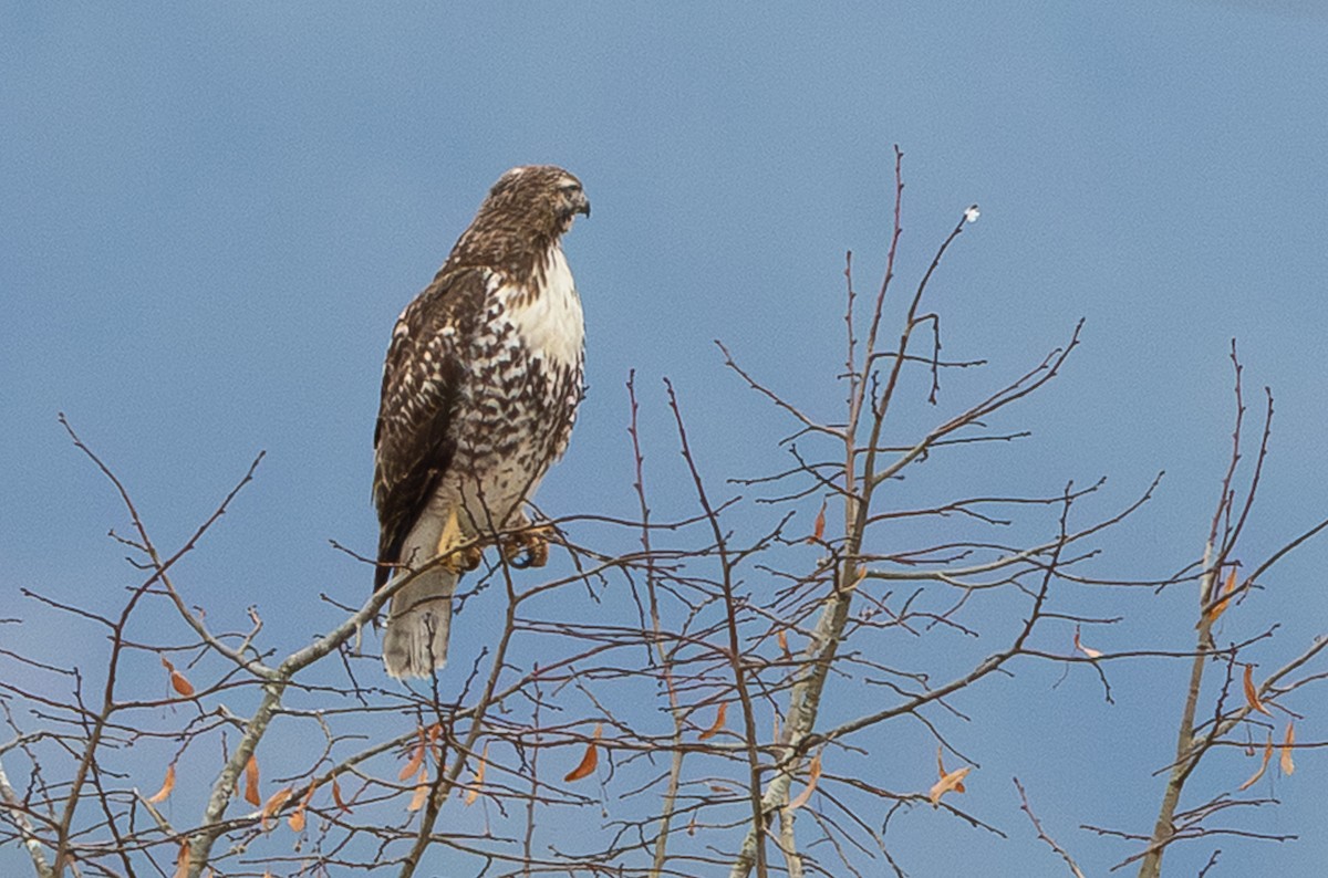 アカオノスリ - ML647738879