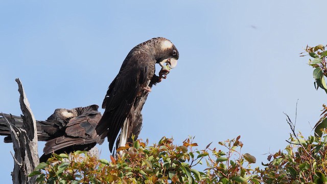Baudin's Black-Cockatoo - ML647738880