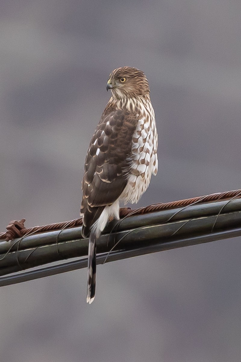 クーパーハイタカ - ML647738889