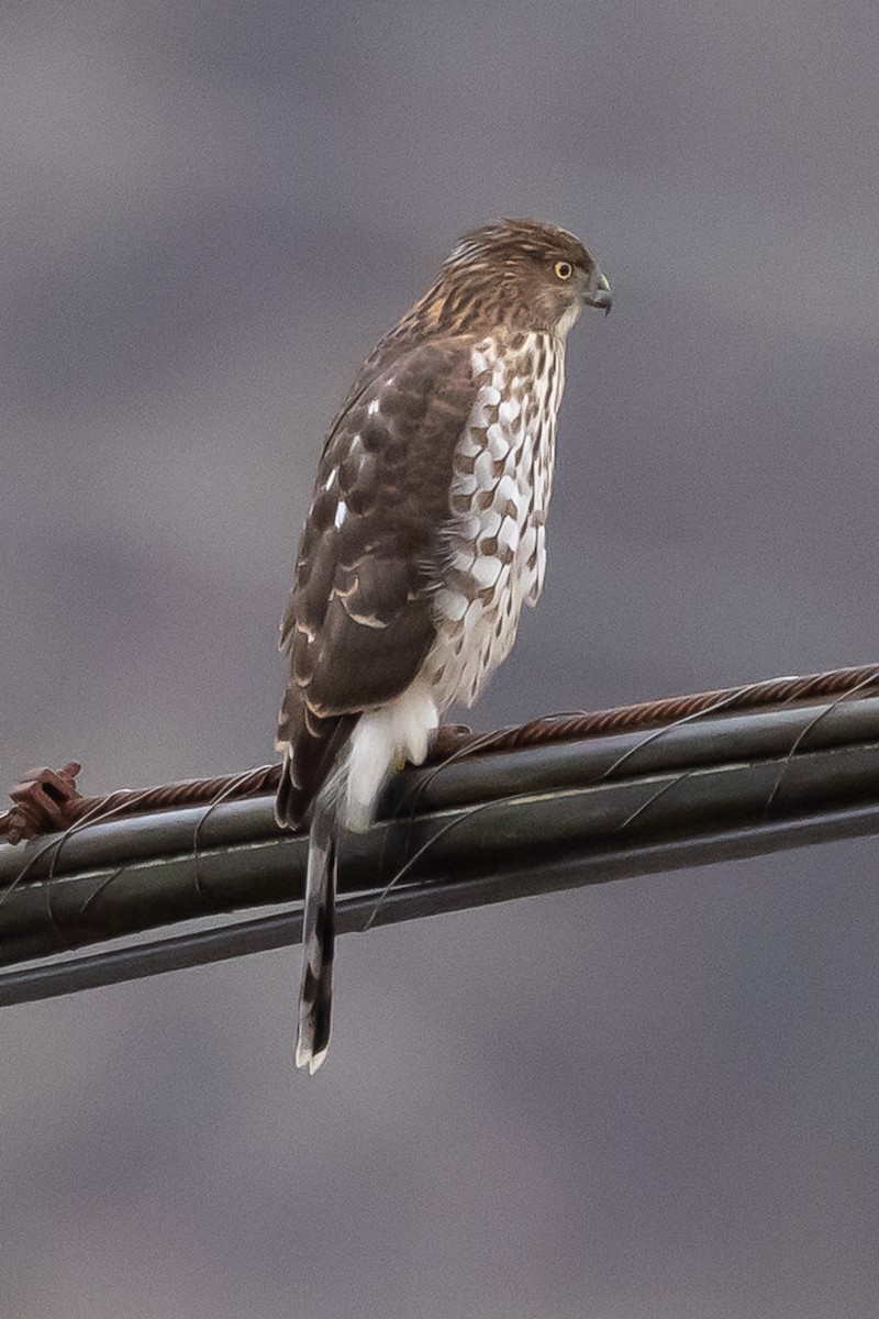 クーパーハイタカ - ML647738890