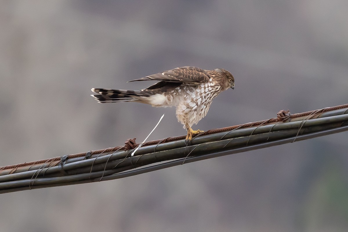 クーパーハイタカ - ML647738891