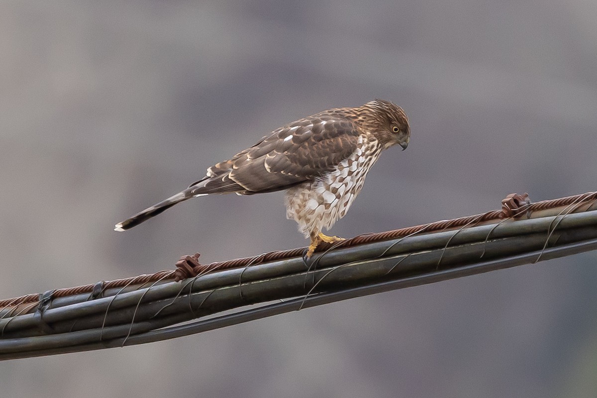 クーパーハイタカ - ML647738892