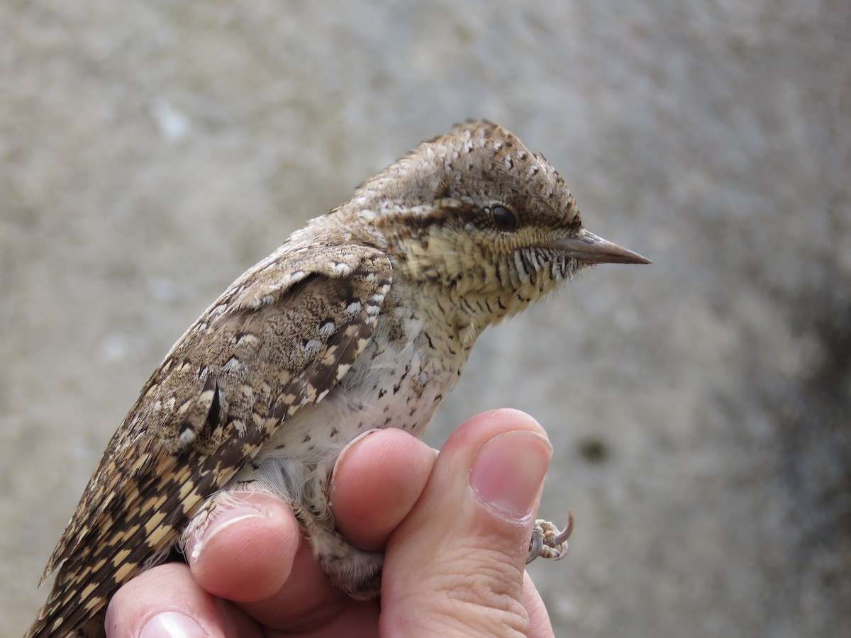 アリスイ - ML647738893