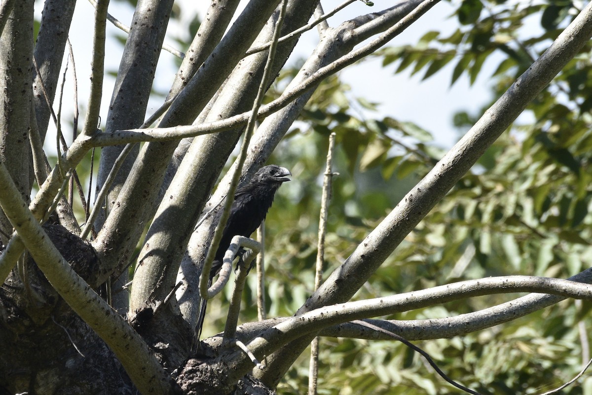 glattnebbani - ML647738897