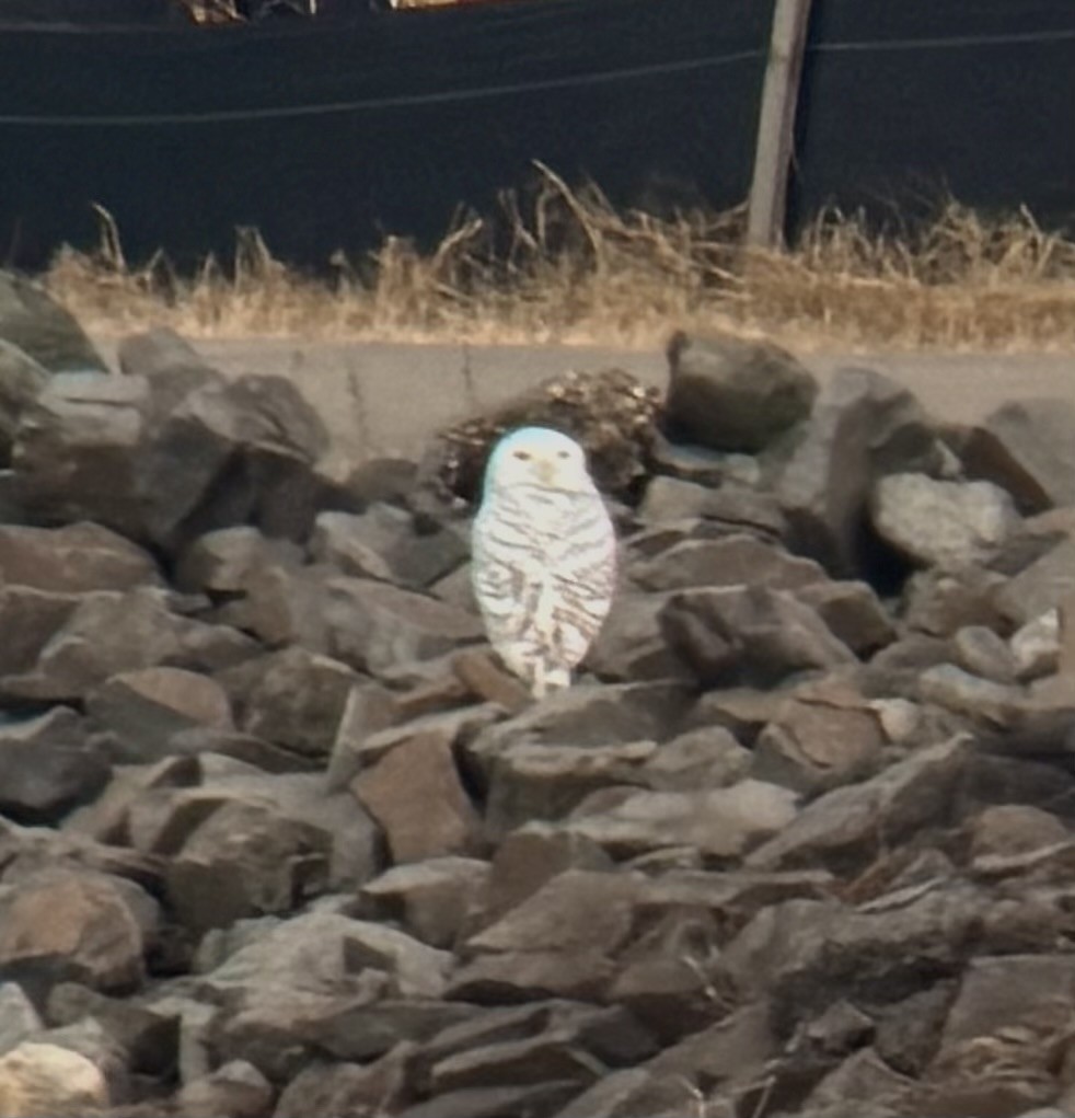 Snowy Owl - ML647738904