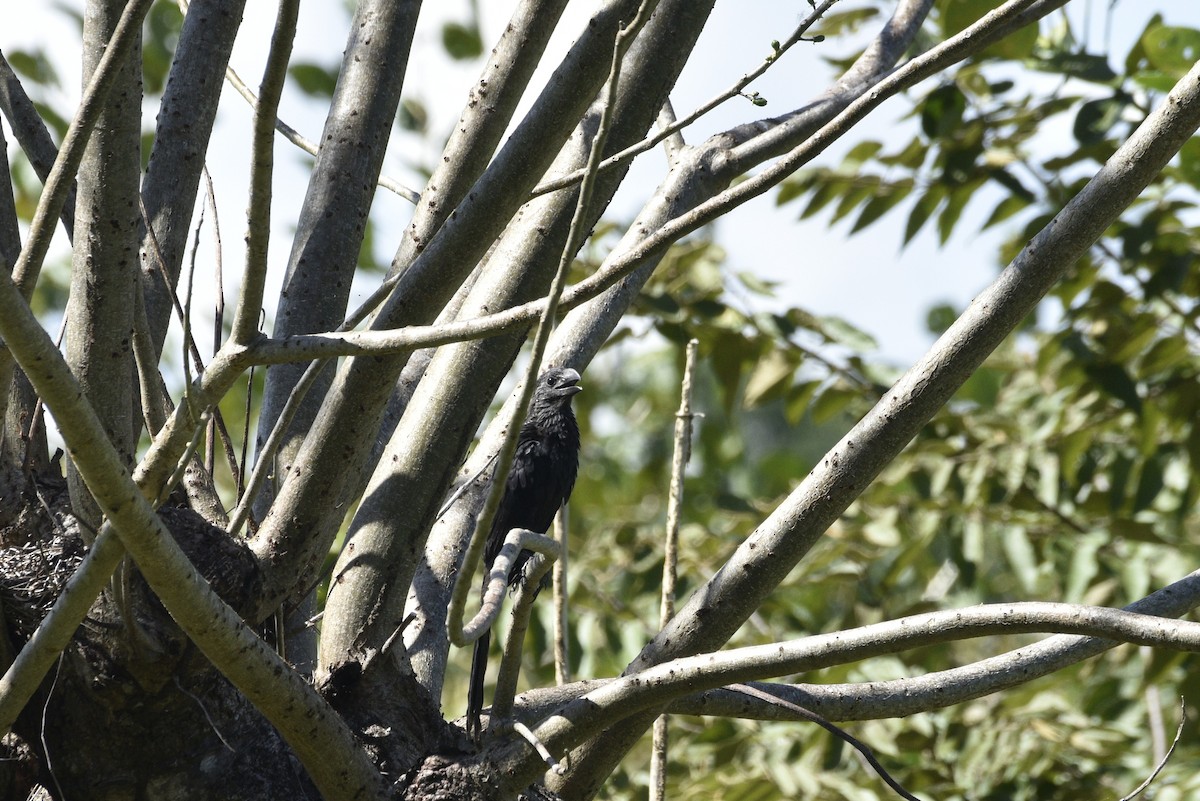 glattnebbani - ML647738913