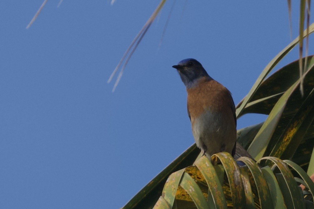 Western Bluebird - ML647738918