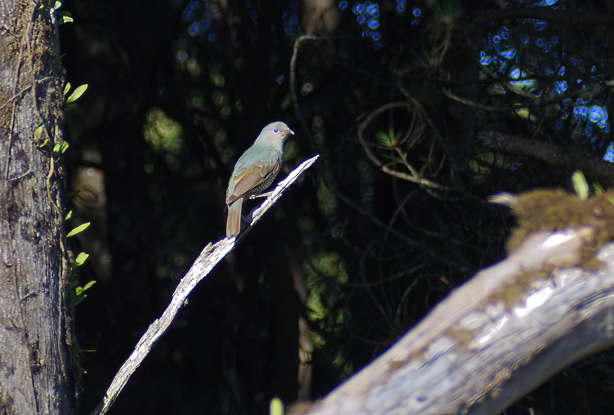 Satin Bowerbird - ML647738923