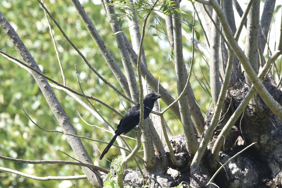 glattnebbani - ML647738927