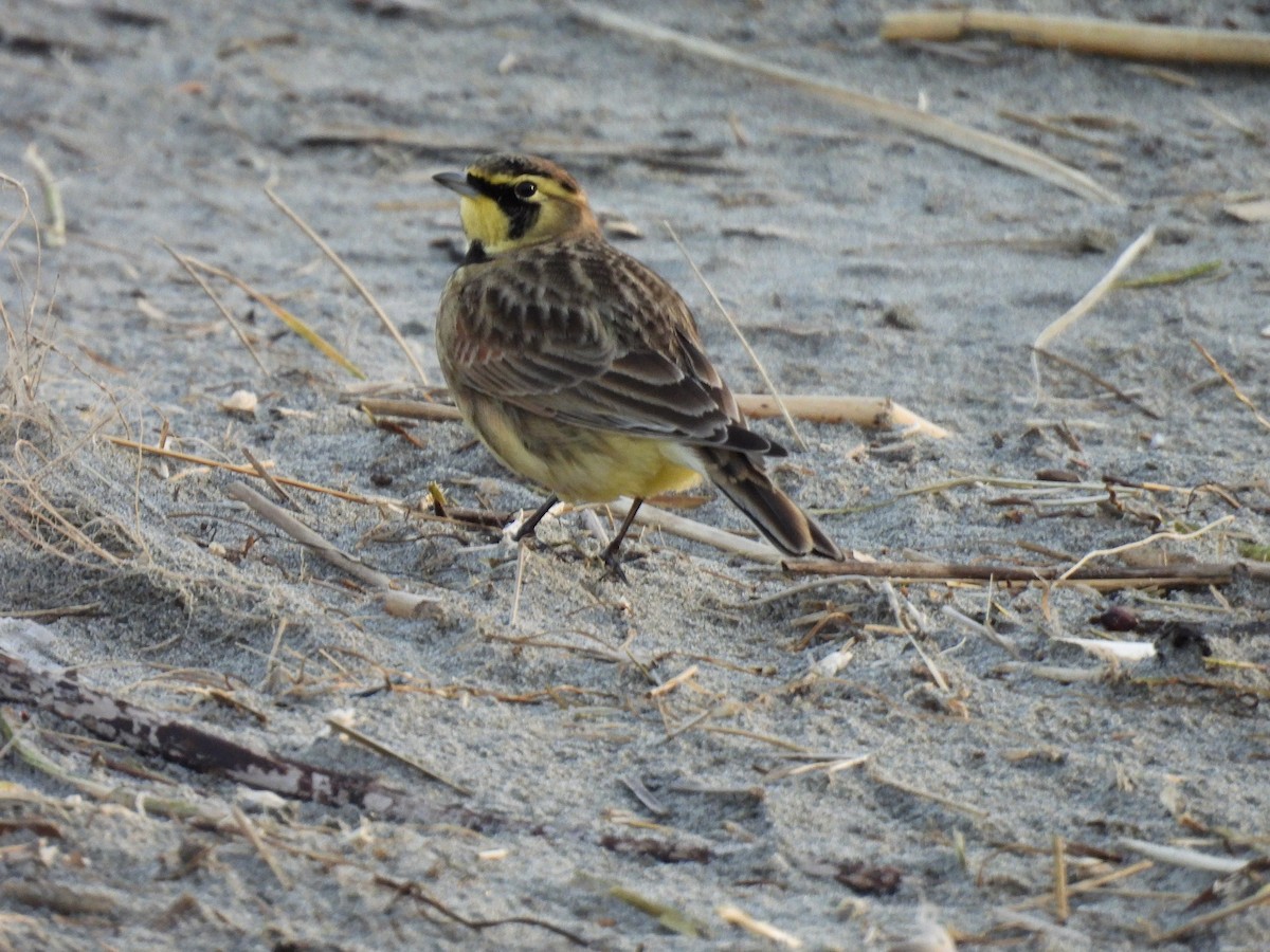 Horned Lark - ML647738929