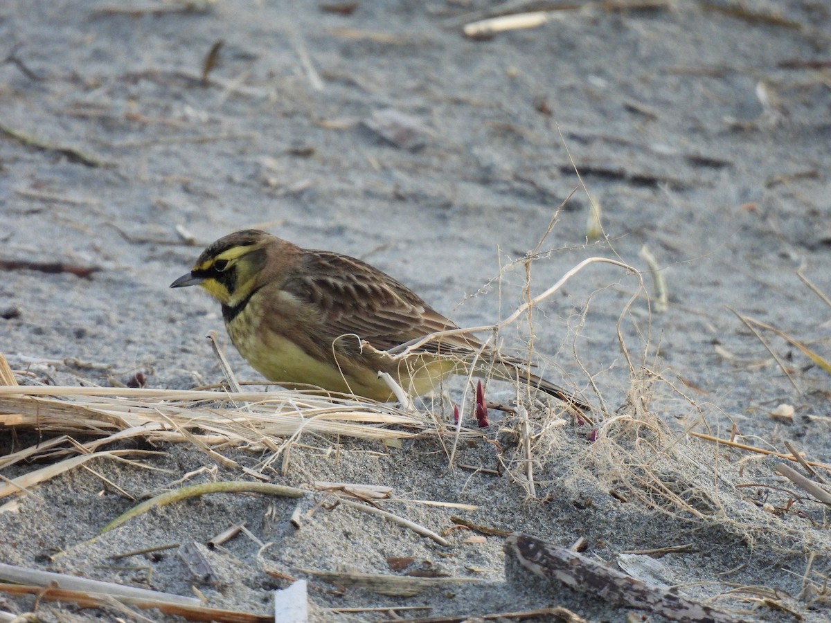 Horned Lark - ML647738930