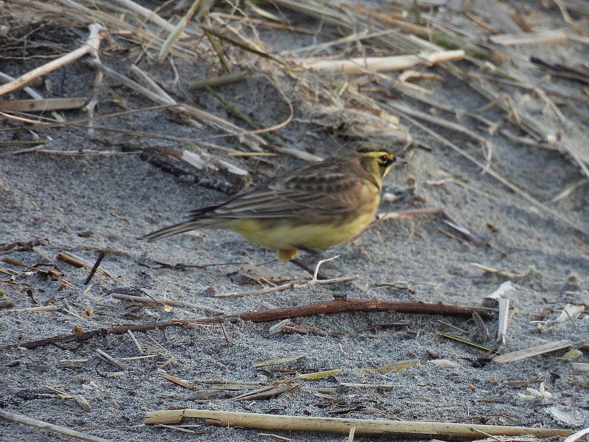 Horned Lark - ML647738931