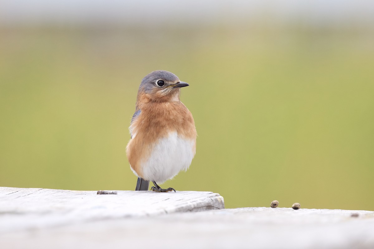 Azulejo Oriental - ML647738942