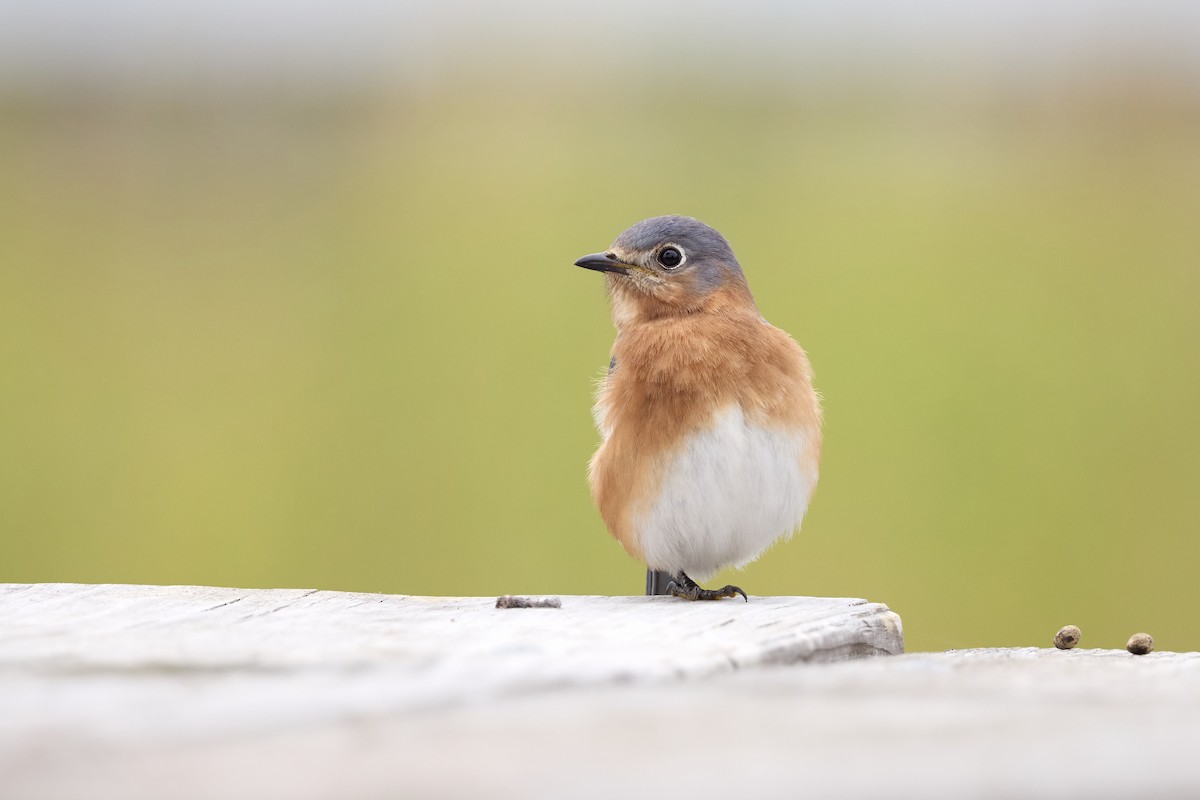 Azulejo Oriental - ML647738943