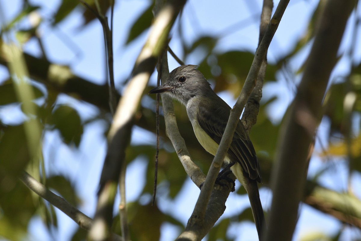 Panama Flycatcher - ML647738945