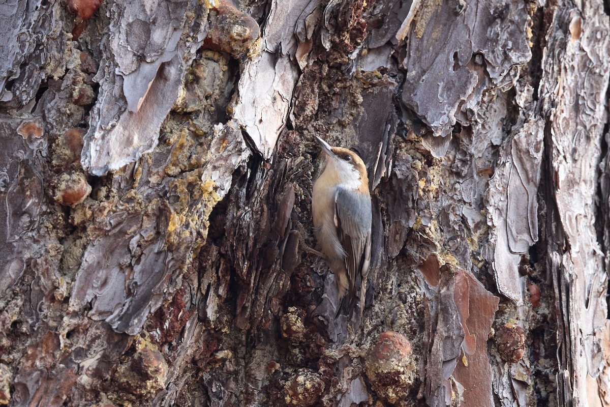 Sittelle à tête brune - ML647738970