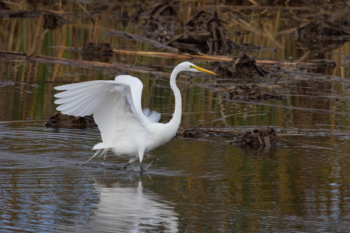 volavka bílá - ML647738975