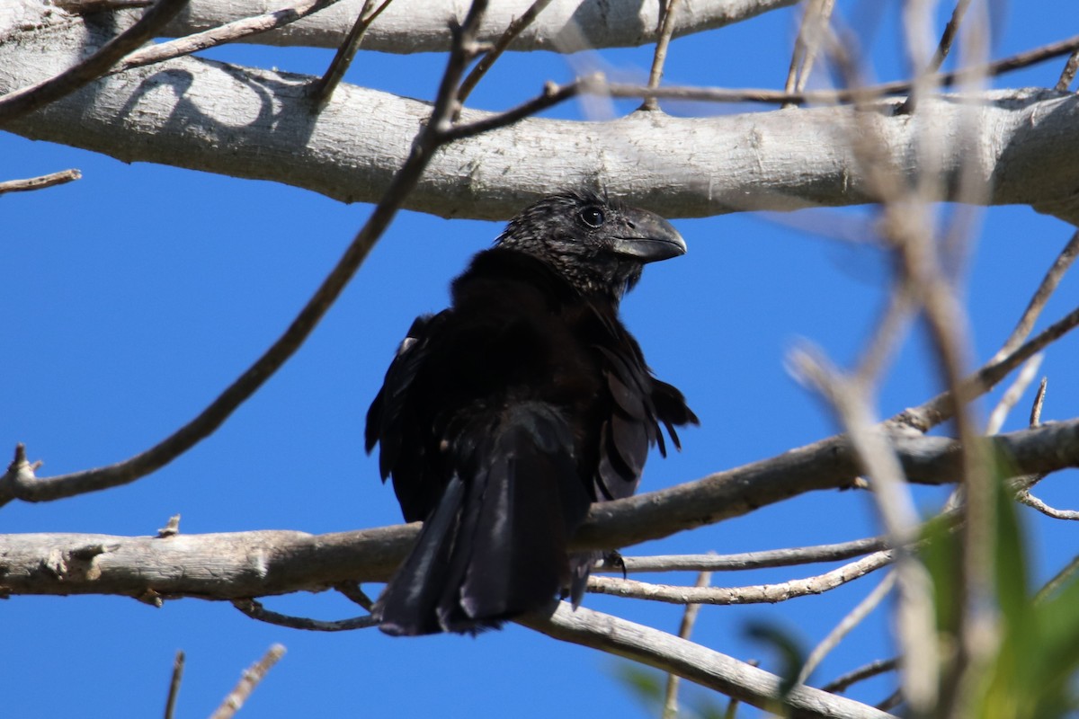 glattnebbani - ML647739005