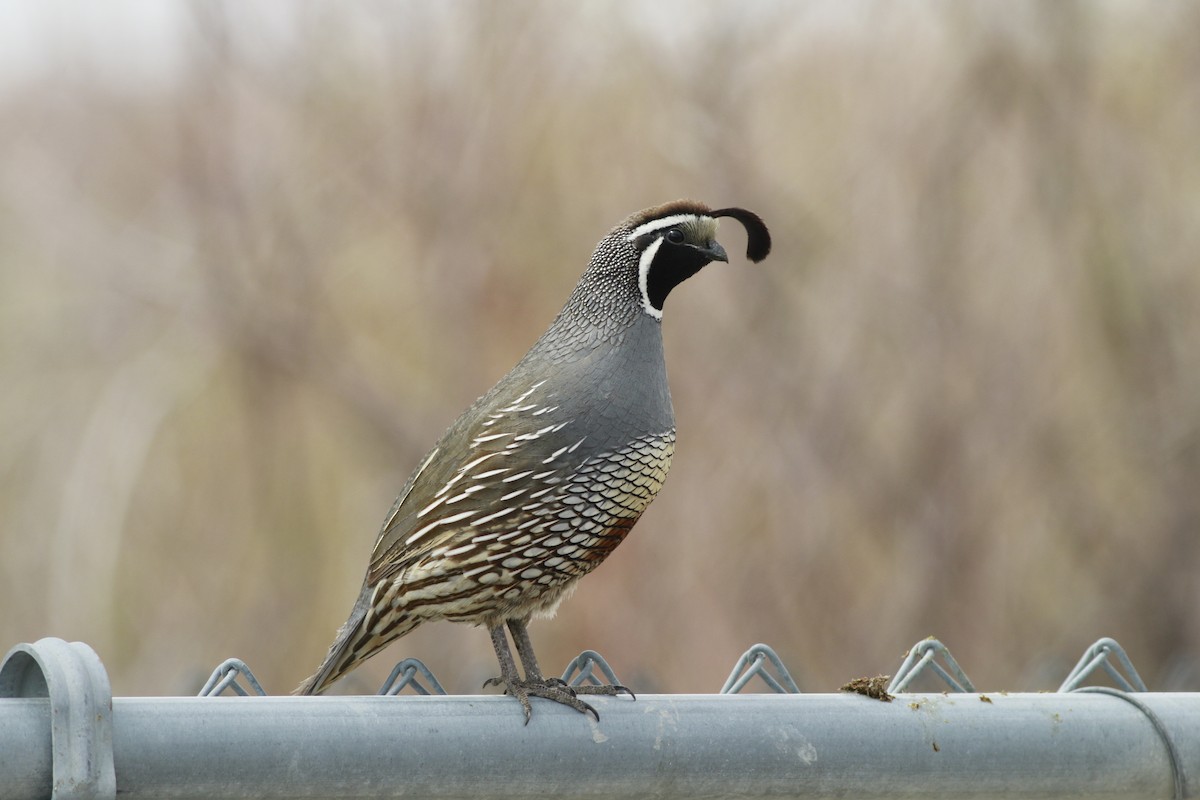 California Quail - ML647739008