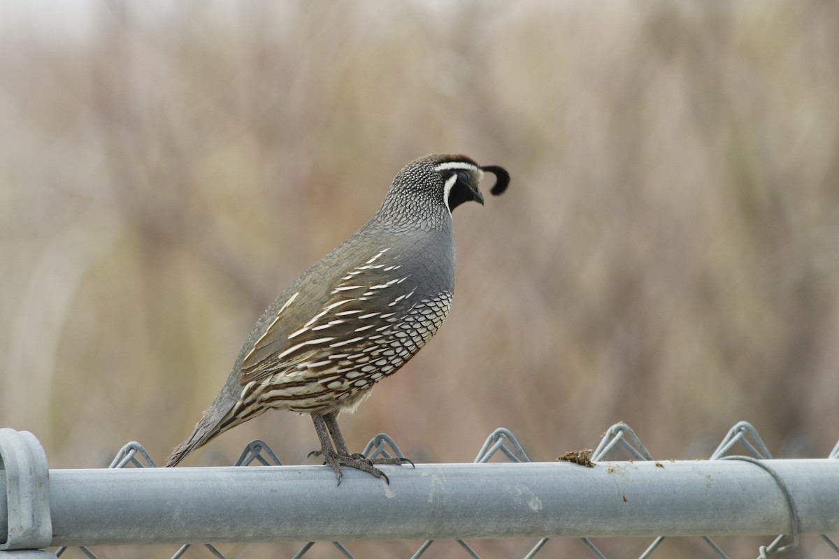 California Quail - ML647739009