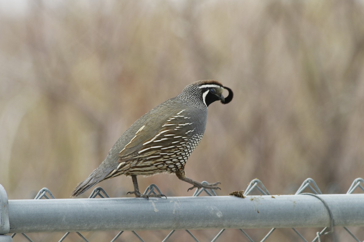 California Quail - ML647739010