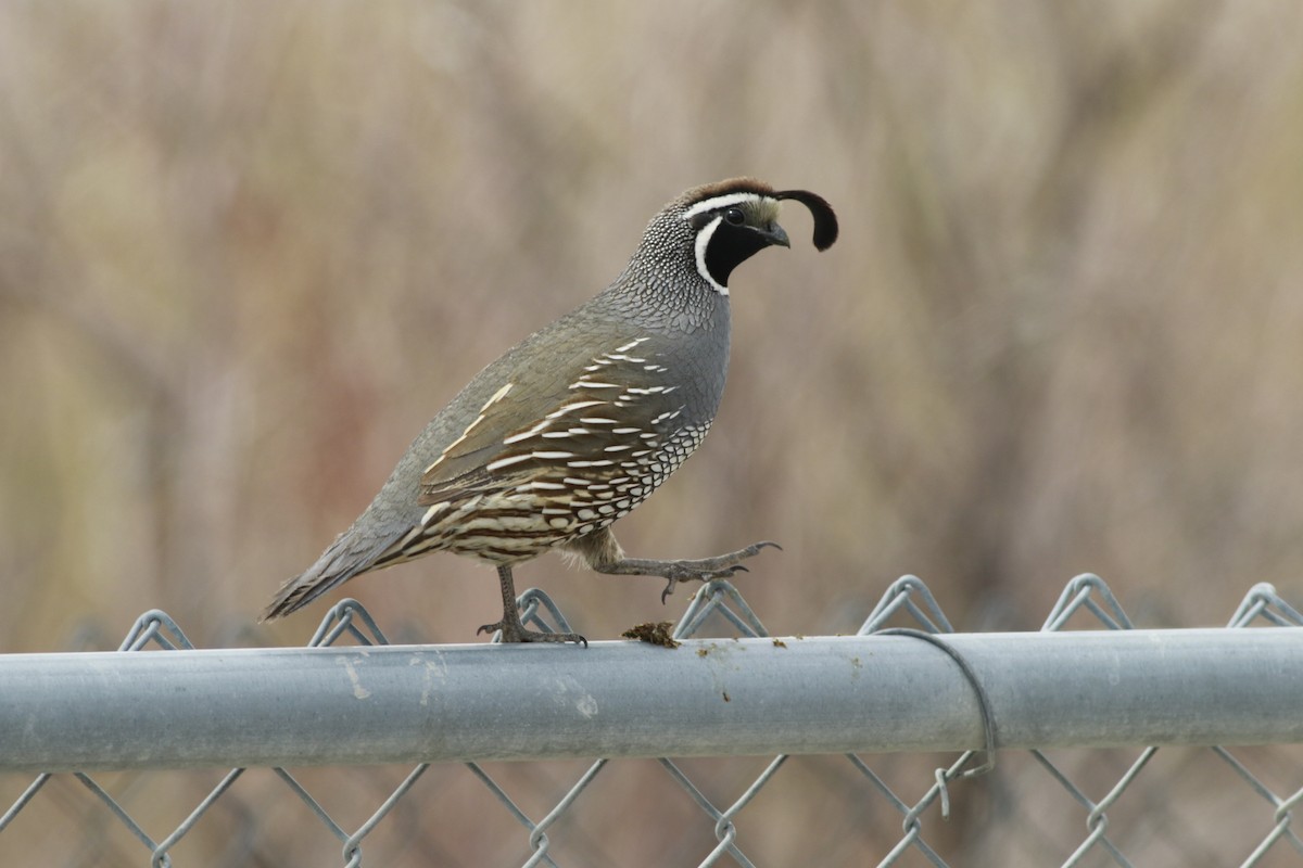 California Quail - ML647739011