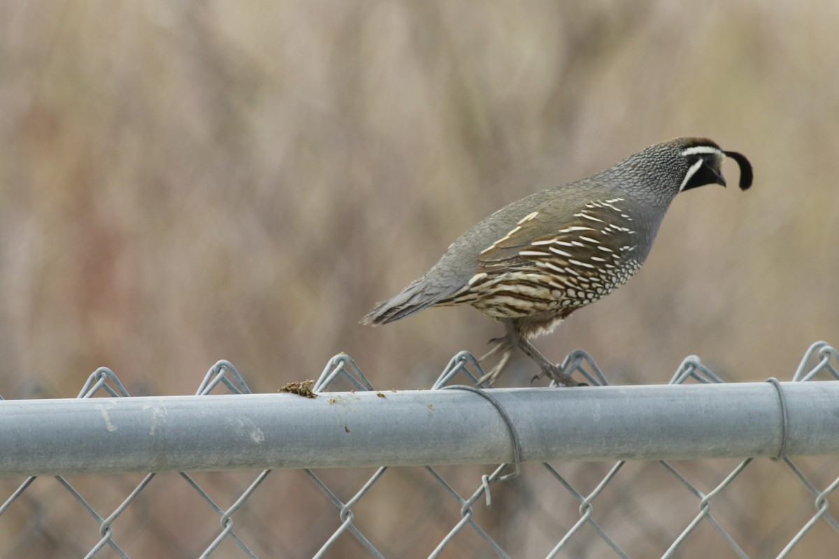 California Quail - ML647739012