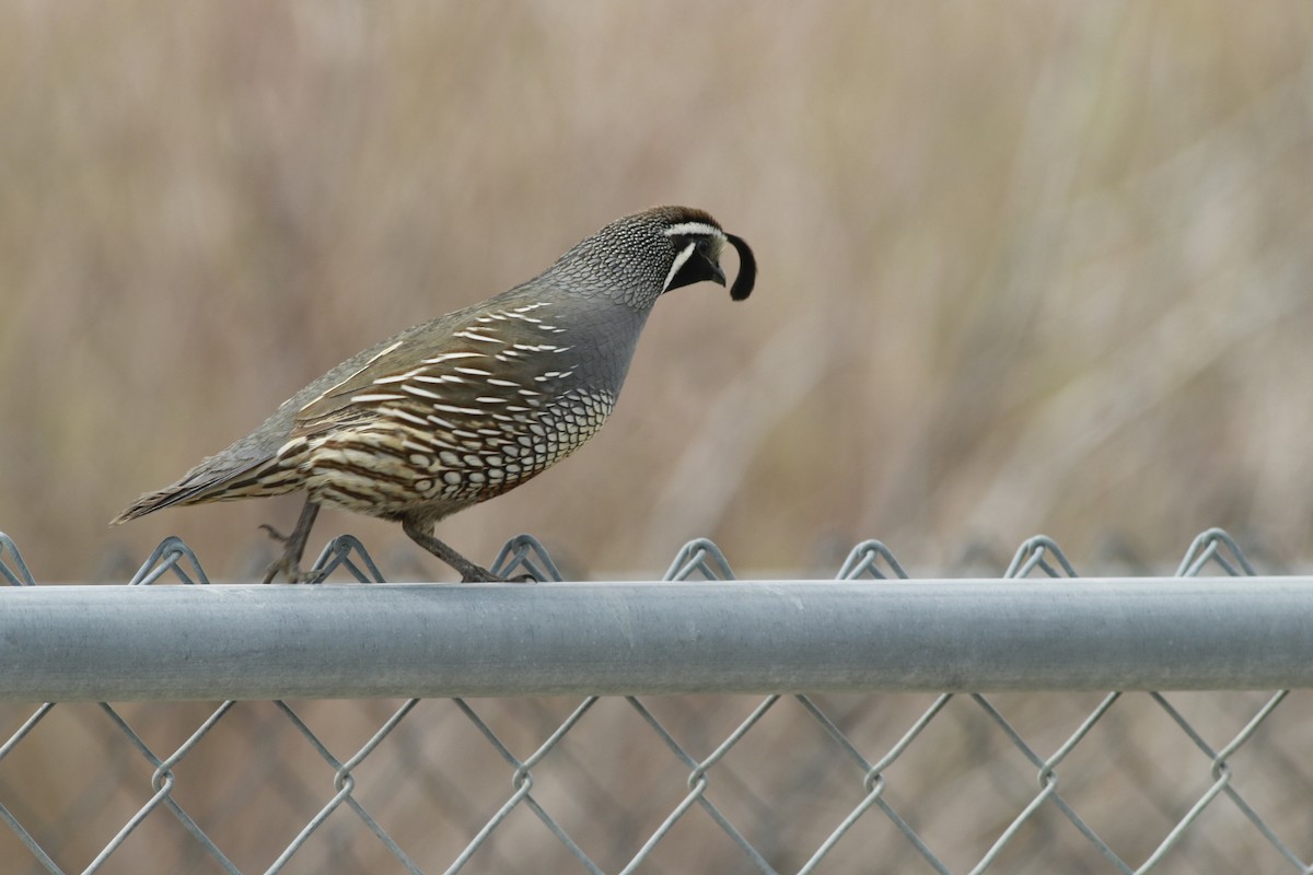 California Quail - ML647739013