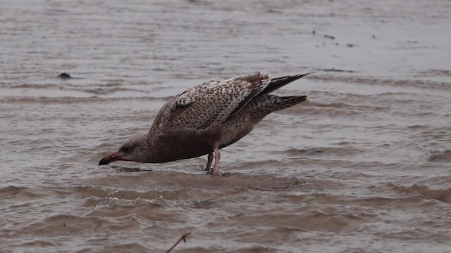 American Herring Gull - ML647739029