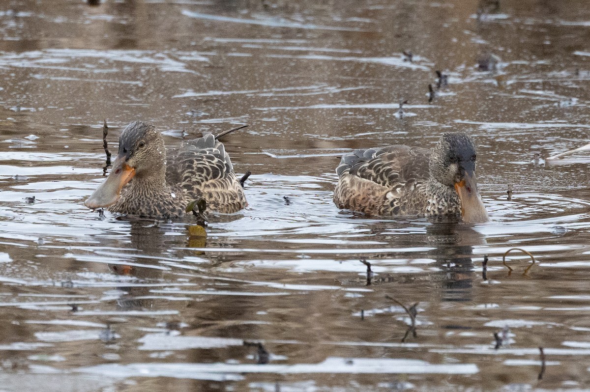 skjeand - ML647739032