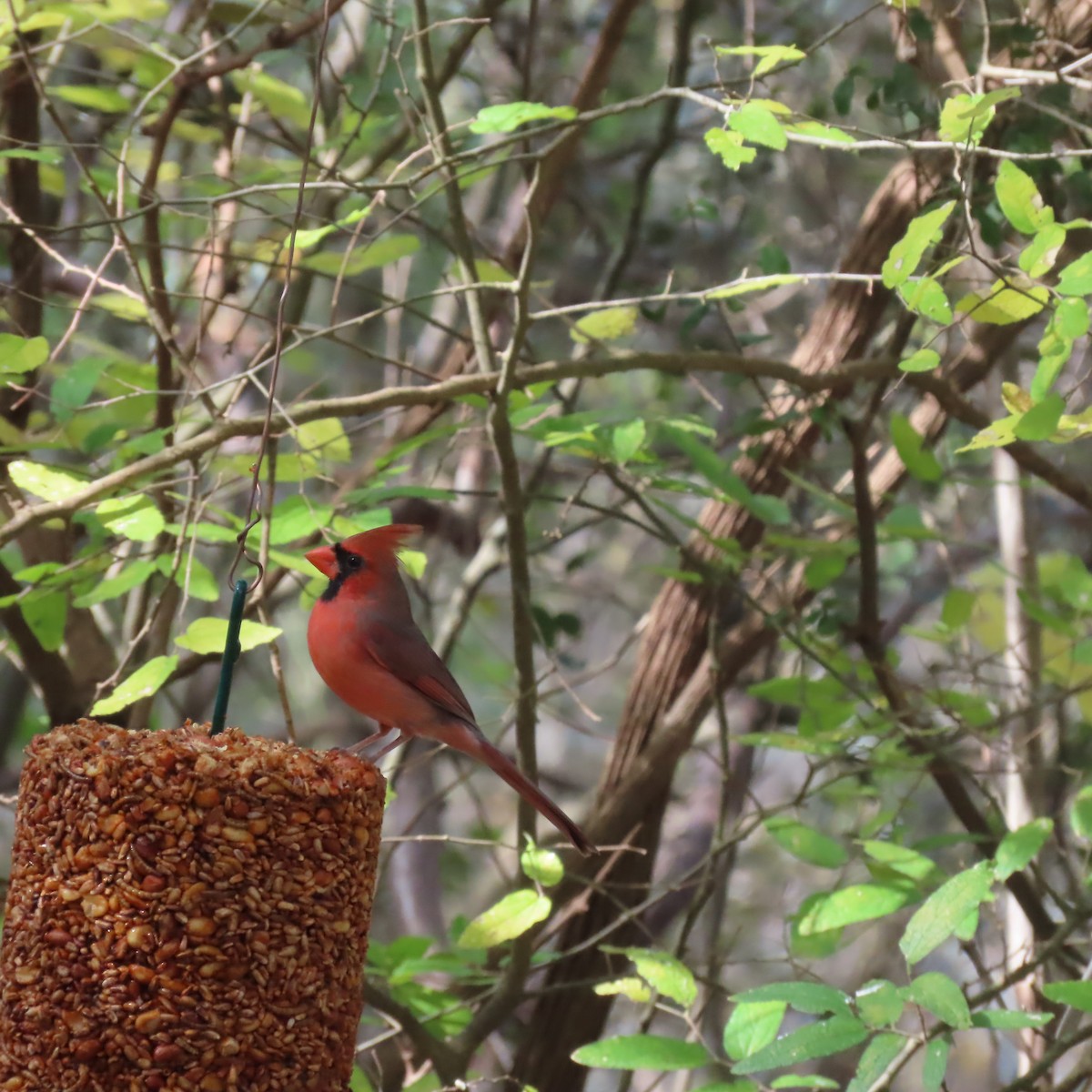 Красный кардинал - ML647739033