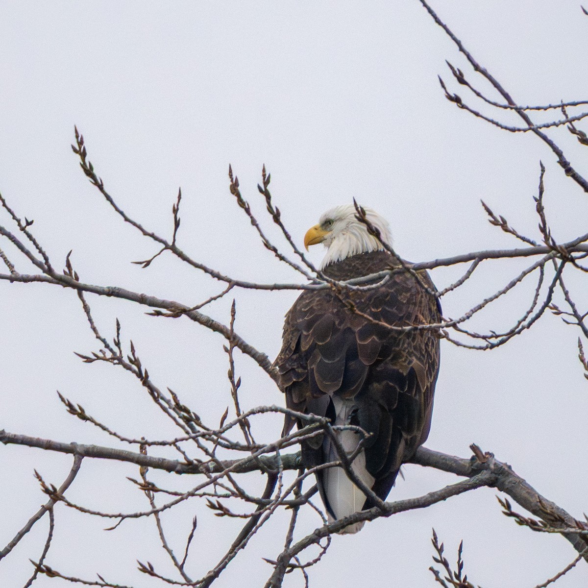 Itsas arrano buruzuria - ML647739055