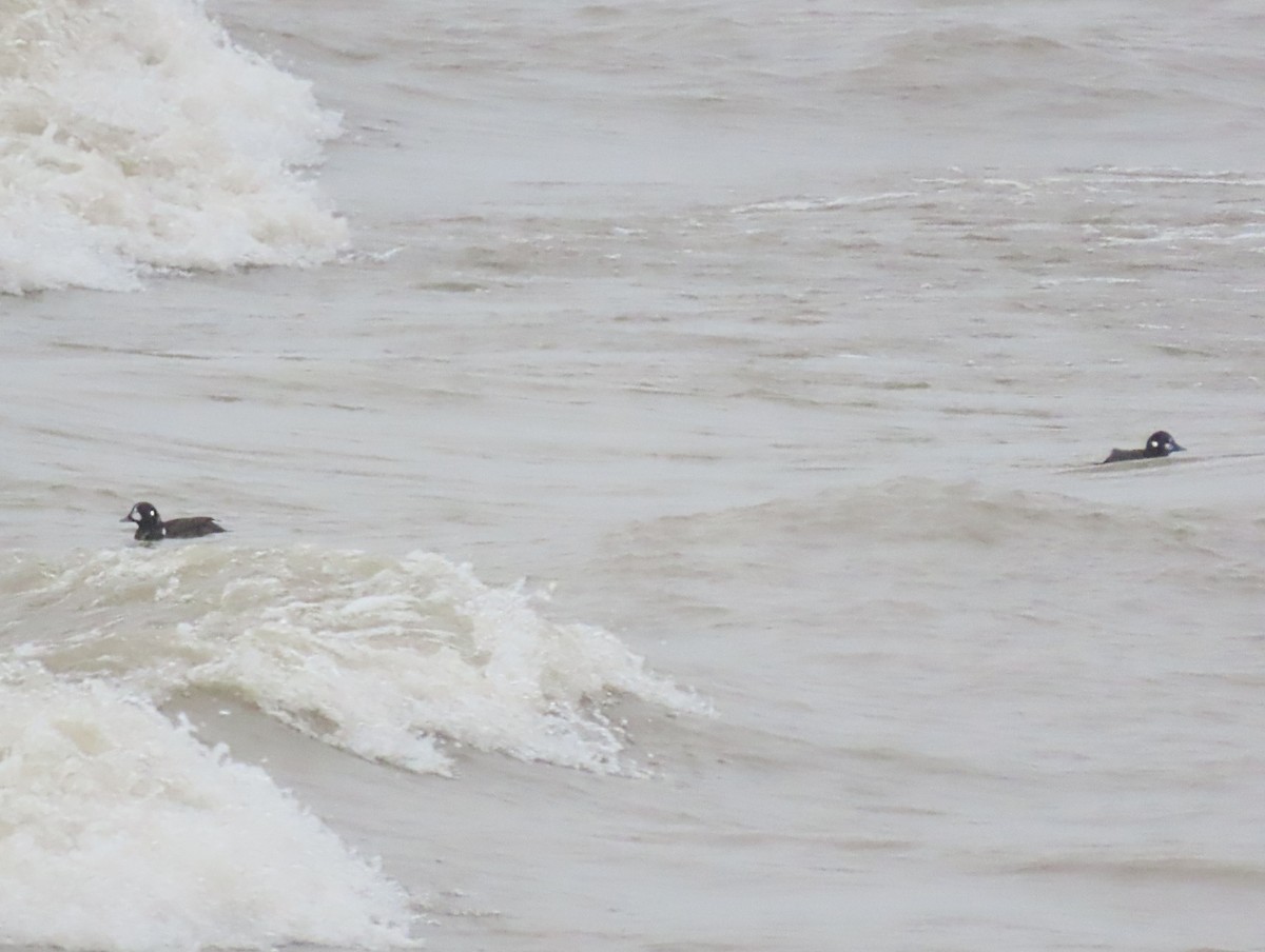 Harlequin Duck - ML647739059