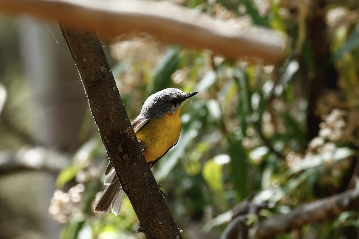 Eastern Yellow Robin - ML647739064
