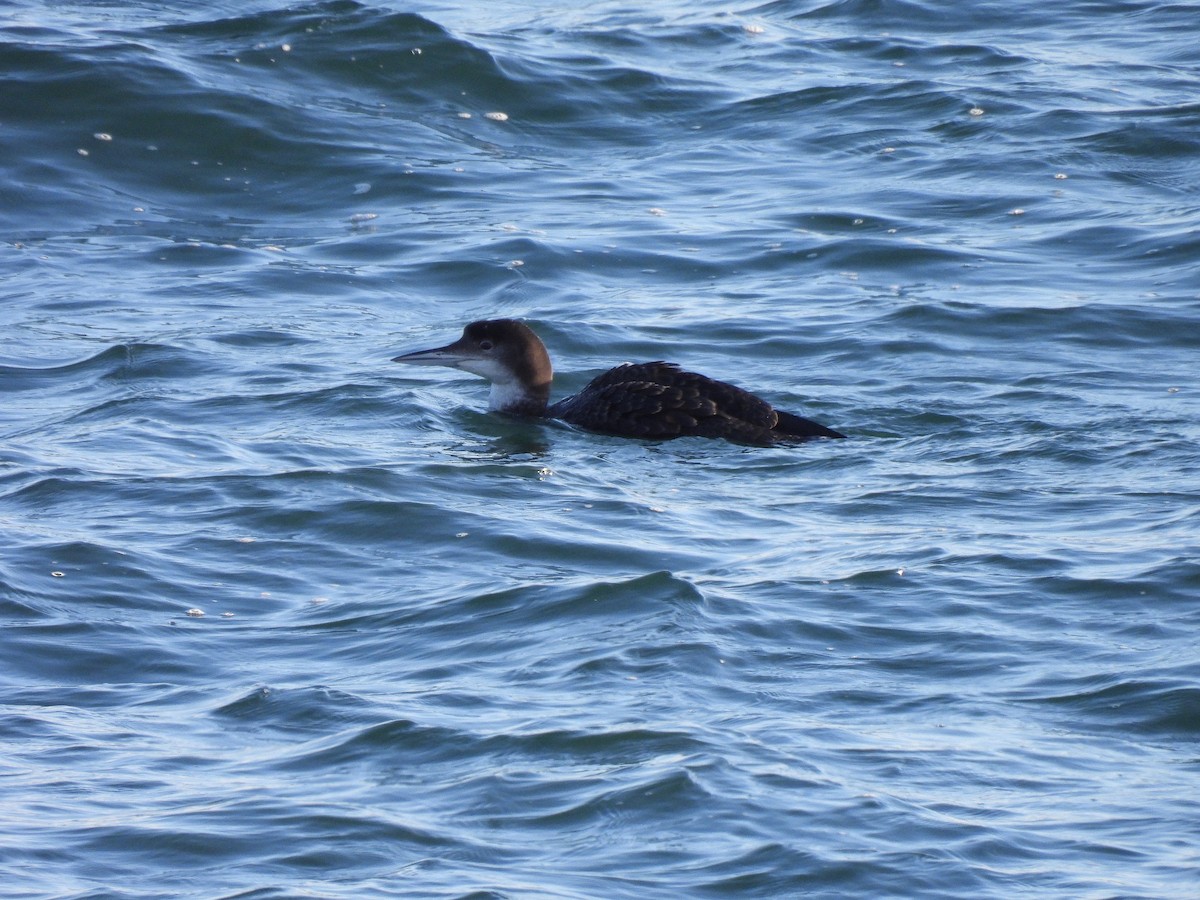 Common Loon - ML647739071