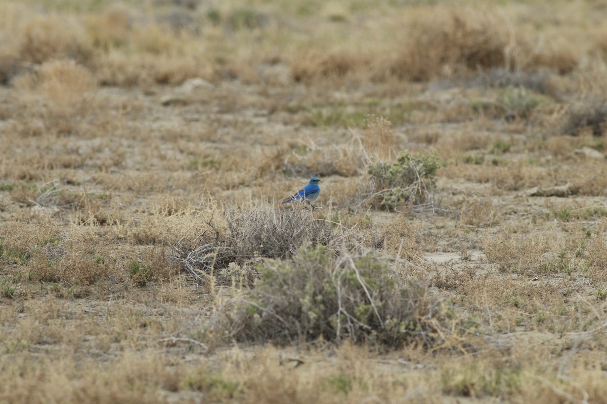 Mountain Bluebird - ML647739072