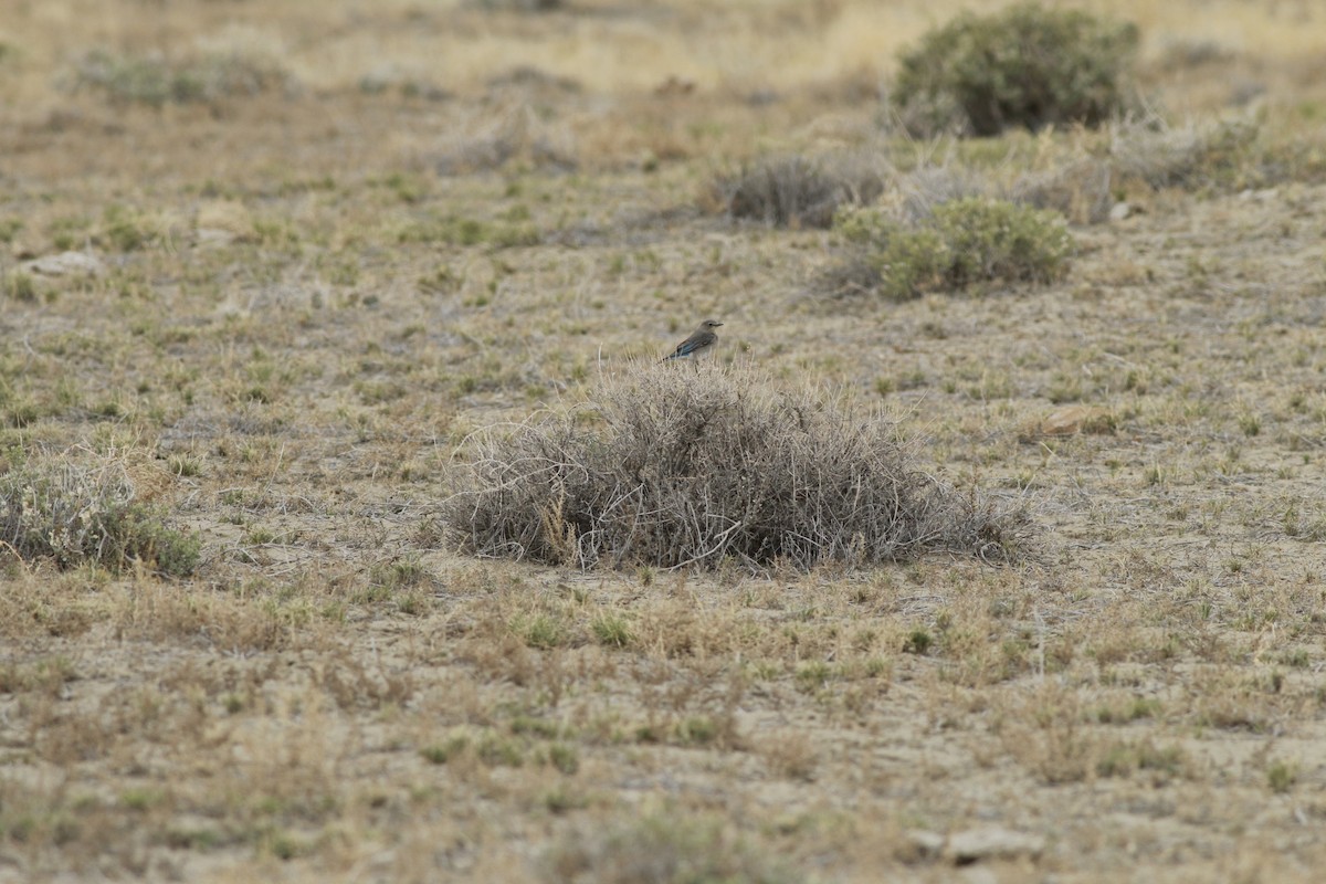 Mountain Bluebird - ML647739073