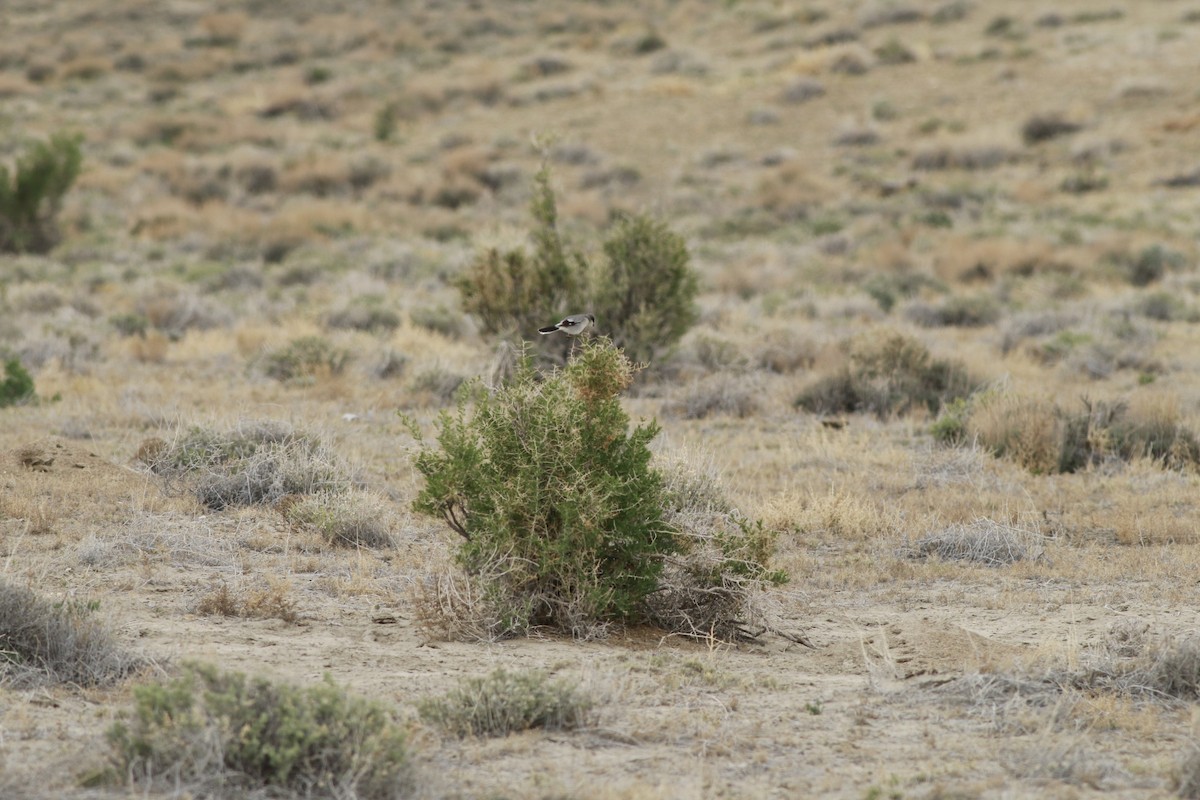 Loggerhead Shrike - ML647739075